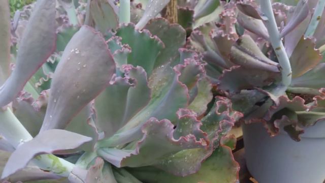 Mudas de suculentas através das hastes florais. É possível? смотреть онлайн