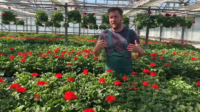 Az egyik legnépszerűbb egynyári | Pelargonium-Muskátli смотреть онлайн