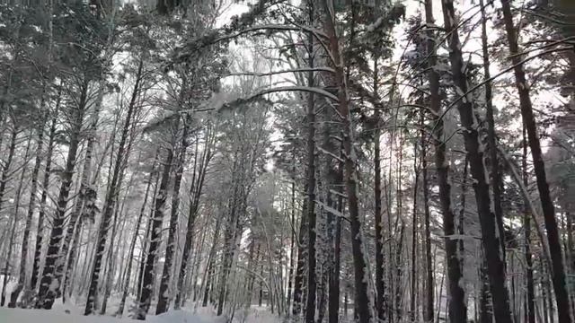 ? ? ?ЗИМНИЙ ЛЕС. ПРОГУЛКА.❄️ НАШ СЕЛЬСКИЙ УГОЛОК.. смотреть онлайн