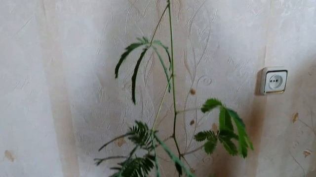 Мимоза недотрога видео