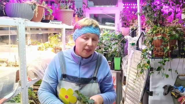 ЧЕРЕНКИ ЦВЕТОВ - почему не приживаются и не растут? Учитываем СЕКРЕТЫ черенкования