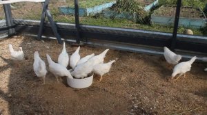 Наиполезнейшая осенняя трава для молодой птицы.