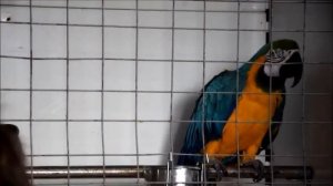 Попугаи ара и венесуэльские амазоны , драки и любовь . Попугай ара говорит