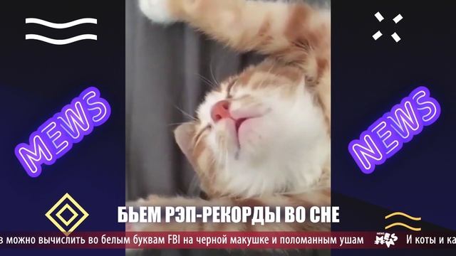 Mews News | Drake, Усачев, почему кошки едят траву смотреть онлайн