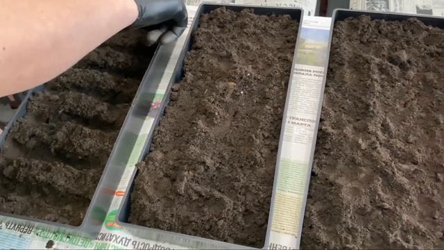 Дорогие семена/Будут ли хорошие плоды/Посадили томаты, перцы,баклажаны/Занимаемся посадкой 2023