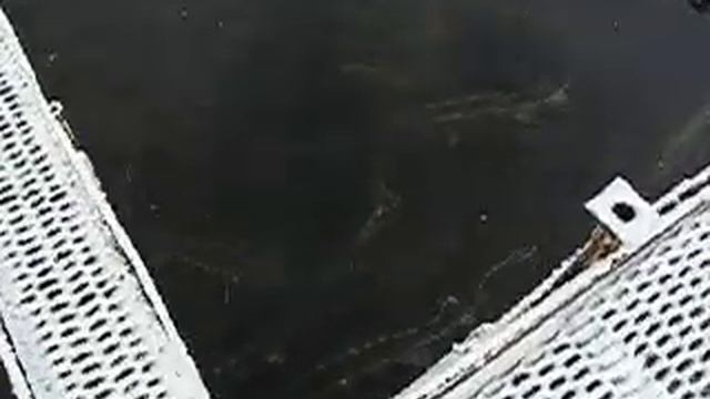 Выращивание осетров в садках зимой