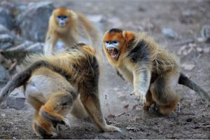 ОБЕЗЬЯНЬЯ ДРАКА. РАССОРИТЬ ВРАГОВ. ОЧЕНЬ СИЛЬНО. ДЛЯ ВСЕХ. ВЕДЬМИНА ИЗБА  ИНГА ХОСРОЕВА.mp4