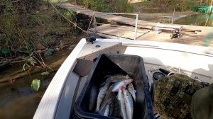 Рыбалка 2020. База Раскаты, Астраханская область. Волга Каспий