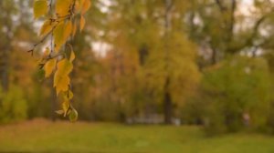 ФУТАЖ Осень - FOOTAGE Autumn