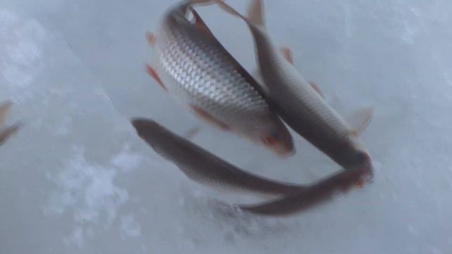 Зимняя ловля плотвы смотреть онлайн