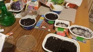 Посев однолетних и многолетних цветов в феврале.