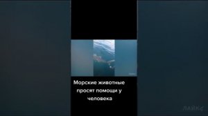 МОРСКИЕ ЖИВОТНЫЕ ПРОСЯТ ПОМОЩИ У ЧЕЛОВЕКА😢