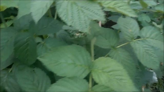 Летняя обрезка малины. Как увеличить урожай. смотреть онлайн