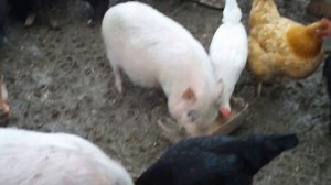 вьетнамские свиньи/нормы кормления/вьетнамские поросята/Домашние хозяйство.