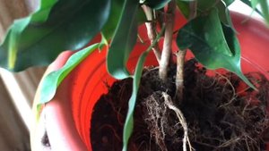 571. Фикус Бенджамина:  первая обрезка, первая пересадка, сращивание стволов.