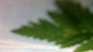 Ёлочку зеленую в гости мы позвали(Елка, елочка!Просто загляденье!И нарядна, и стройна(наброски)