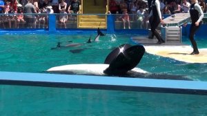 Miami Seaquarium - Killer whale show