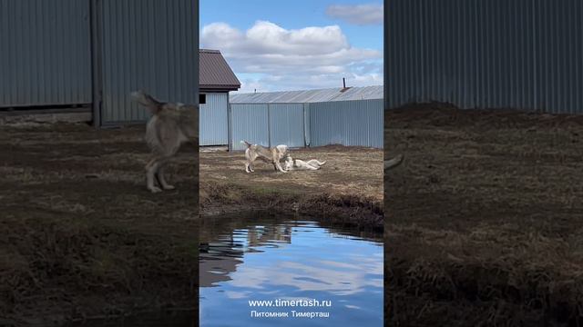 Грейси и малыши Среднеазиатские овчарки питомника Тимерташ Ведётся запись на щенков  +79048881825