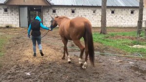 ЛАМИНИТ ИЛИ УШИБ?! 100% СПОСОБ ОПРЕДЕЛЕНИЯ ТРАВМЫ ЛОШАДИ