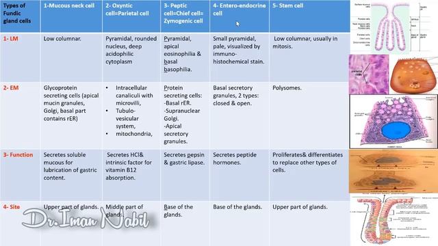 GIT revision-Histology смотреть онлайн