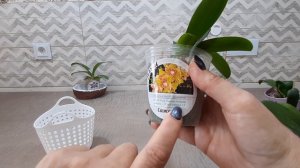 Поим и кормим  орхидеи малыши в размере 1.7.