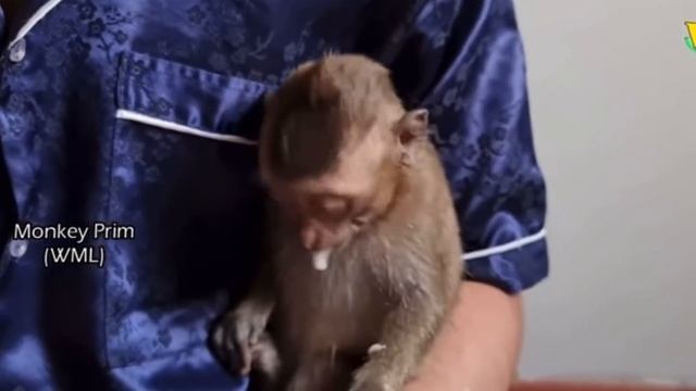 The mysterious disappearance of Monkey Prim смотреть онлайн