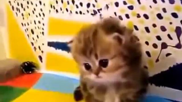 Милый котенок смотреть онлайн