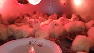 Самый лучший режим инкубации для куриного яйца бройлера РОСС308 и КОББ500 в инкубаторе Норма