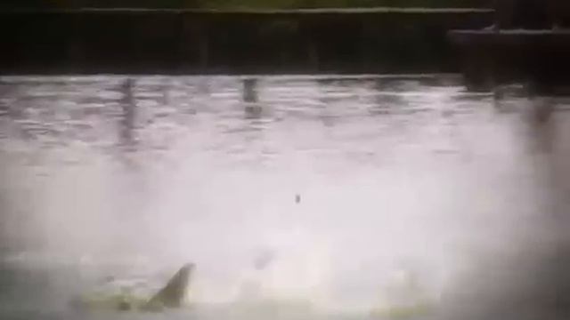 Рекордный карп 120кг. смотреть онлайн