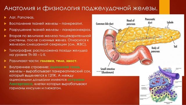 3 Крупные пищеварительные железы смотреть онлайн