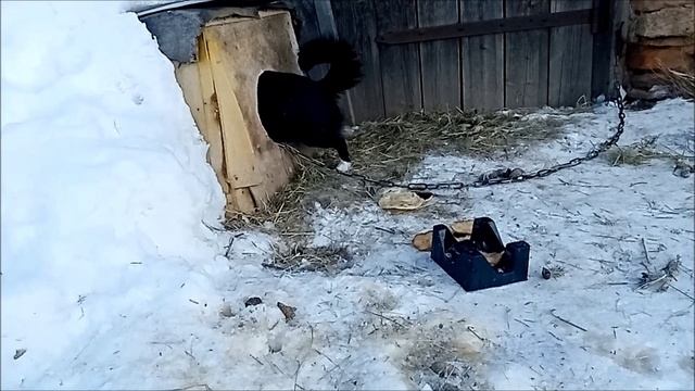 Стеснительная собака