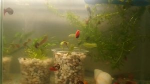 Мальки меченосца погибают, что делать дальше?!