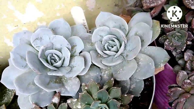 Branquinhas! As mais belas suculentas branquinhas da minha coleção. смотреть онлайн