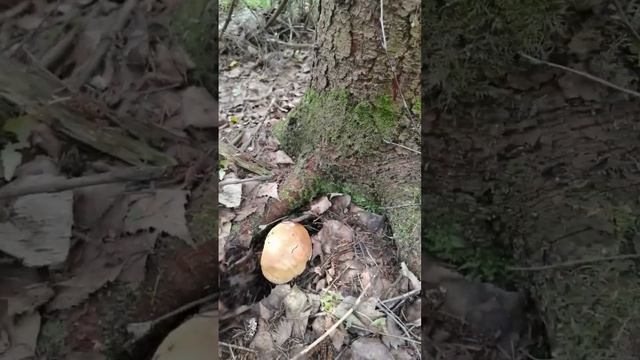 первая волна белых грибов в Подмосковье 2023 смотреть онлайн