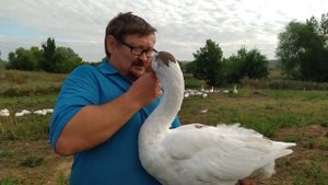 Мои Холмогорские гуси в 4 месяца, август 2020 года.