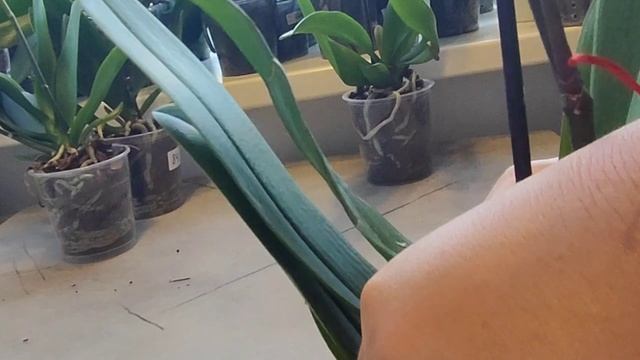 Три коробки орхидей ??. Распаковка