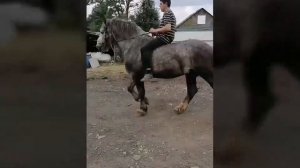 Цыганские лошади !☘️