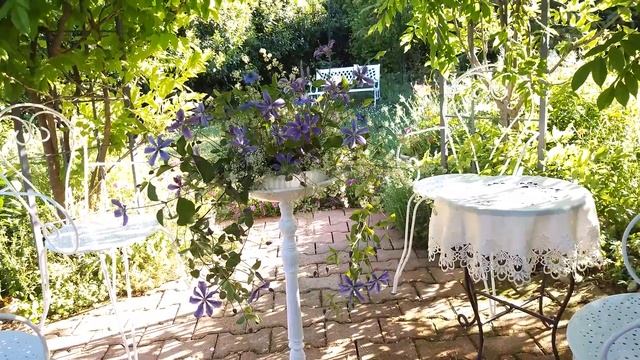 Clematis violette смотреть онлайн