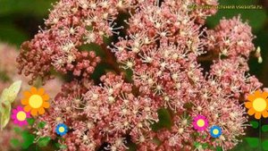 Гортензия древовидная Пинк Пинкушен. Краткий обзор, описание hydrangea arborescens Pink Pincushion