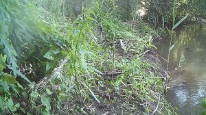 Кабан - любопытная свинья или история 118)