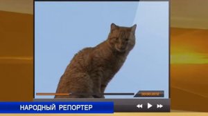 Народный репортер Рыжий кот