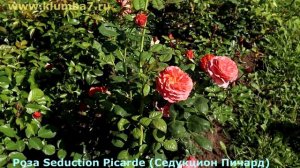 Редкие сорта роз! Обладают хорошей зимостойкостью. Цветут обильно!