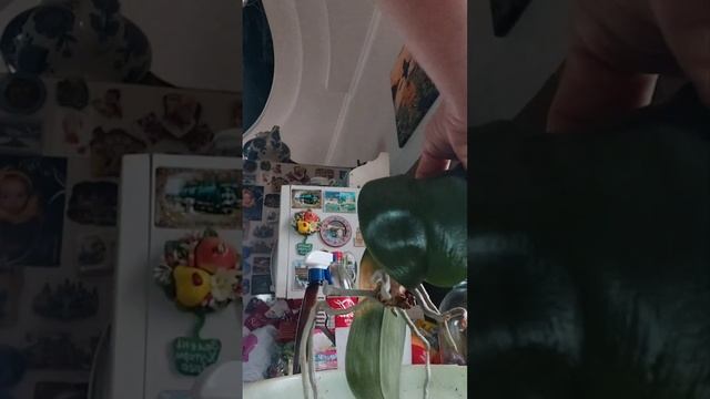 омоложение и пересадка орхидеи смотреть онлайн