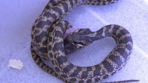 Полоз палласов сарматский Elaphe sauromates обедает