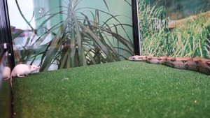 Охота удава