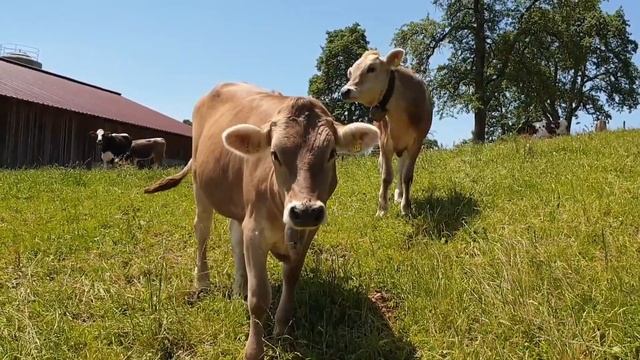Звуки животных / Корова, Коза, Лошадь / Изучаем домашний скот