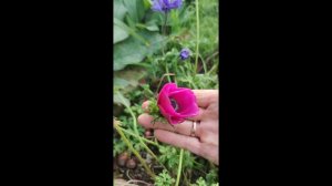 Анемона осенью