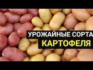 Третий год сажаю эти сорта картофеля и отказываться не собираюсь.
