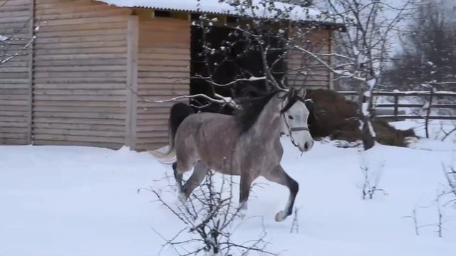 Арабский жеребец 2019 года рождения на продажу. #арабскийжеребец