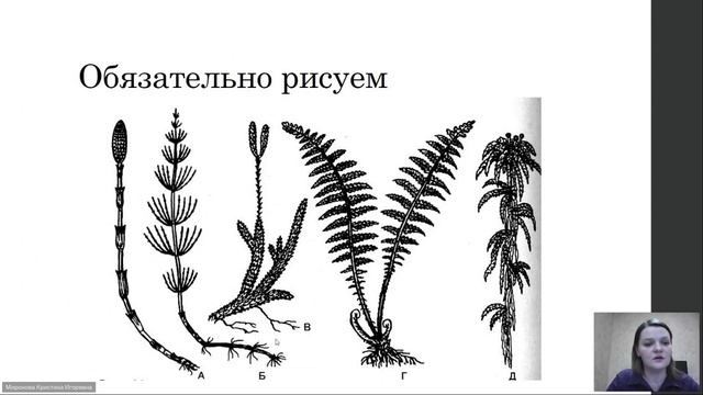 Онлайн – консультация по биологии